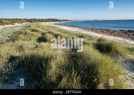 Végétation de dunes, plage es Caragol, commune de Santanyi, Majorque, Iles Baléares, Espagne. Banque D'Images