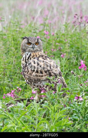 Un hibou de l'aigle européen s'est assis sur un perchoir dans la zone de prairie du Barn Owl Centre de Gloucestershire pendant une journée de photographie. Banque D'Images