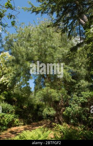 Feuillage d'été d'un pin blanc mexicain (Pinus ayacahuite) dans un jardin boisé à Rural Devon, Angleterre, Royaume-Uni Banque D'Images