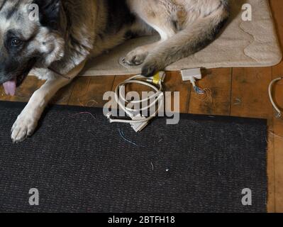 Un chien allongé sur un tapis à côté d'un câble d'ordinateur déchiré, à l'intérieur Banque D'Images