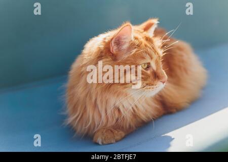 Red Cat Kuril Bobtail dans un col. Marche dans la rue Banque D'Images