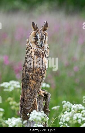 Un hibou à longues oreilles s'est assis sur une perche dans la zone de prairie du Barn Owl Centre de Gloucestershire pendant une journée de photographie. Banque D'Images