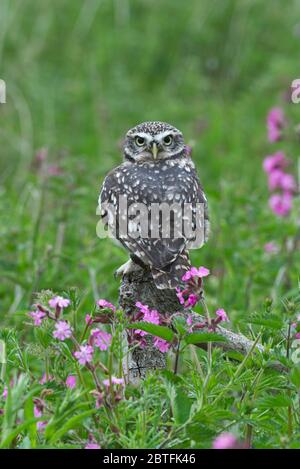 Un petit hibou s'est assis sur un perchoir dans la zone de prairie du Barn Owl Centre de Gloucestershire pendant une journée de photographie. Banque D'Images