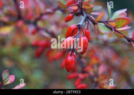 Branches de barberge aux feuilles rouges et fruits mûrs rouges le jour de l'automne Banque D'Images