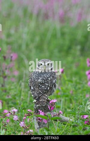 Un petit hibou s'est assis sur un perchoir dans la zone de prairie du Barn Owl Centre de Gloucestershire pendant une journée de photographie. Banque D'Images