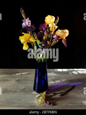 Bouquet d'iris multicolores lumineux dans un vase bleu en verre. Vase avec de belles iris variés sur une table en bois blanc dans le rayon du soleil. STILL li Banque D'Images
