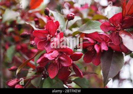 Branche d'un pommier décoratif en fleur avec des pétales bordeaux tendres et des feuilles vertes Banque D'Images