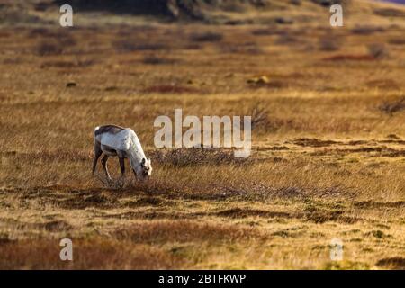 Pendant les mois d'hiver, Rangifer tarandus, renne, descend des montagnes pour se nourrir dans les basses terres le long de la côte sud de l'Islande