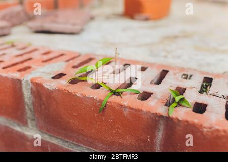 Plante sauvage qui pousse parmi les dalles de pavage. Plantes dans un environnement urbain. Force de vie. Plante qui passe le pavé. Herbe et mousse dans pavi Banque D'Images