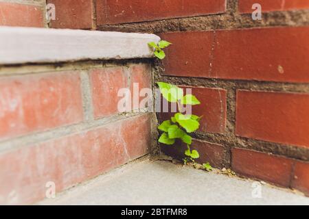 Plante sauvage qui pousse parmi les dalles de pavage. Plantes dans un environnement urbain. Force de vie. Plante qui passe le pavé. Herbe et mousse dans pavi Banque D'Images