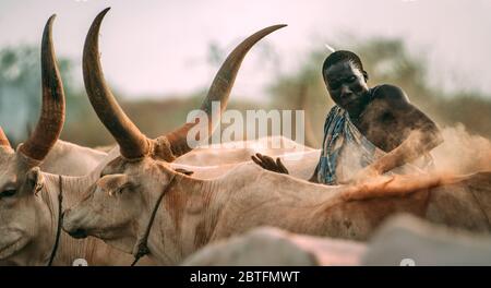 TRIBU MUNDARI, SOUDAN DU SUD - 11 MARS 2020 : un homme de la tribu Mundari lance une poignée de cendres sur la vache Ankole Watusi tout en hissant le bétail Banque D'Images