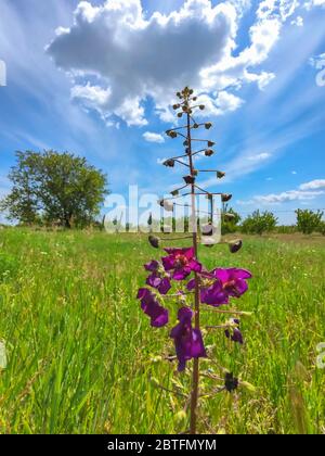 Fleur pourpre dans le champ vert avec ciel bleu. Arrière-plan du ressort. Banque D'Images