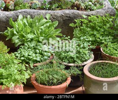 Alle Kuechenkrauter werden in der Frankfurter Gruenen Sosse verwendet. Toutes les herbes de cuisine sont utilisées dans la sauce verte de Francfort. Banque D'Images