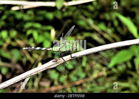 La libellule de la Pondhawk orientale. Banque D'Images