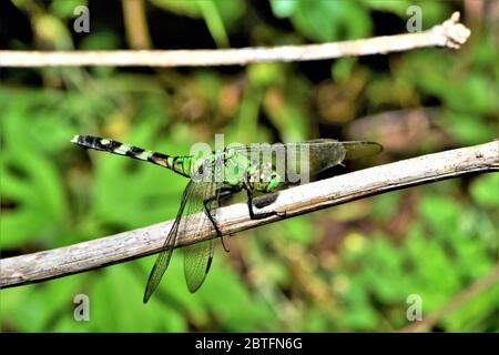 La libellule de la Pondhawk orientale. Banque D'Images