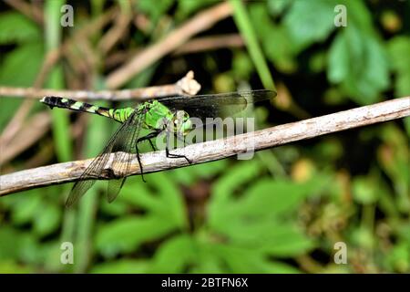 La libellule de la Pondhawk orientale. Banque D'Images