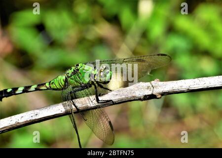 La libellule de la Pondhawk orientale. Banque D'Images