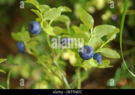 Branche de myrtille avec des fruits mûrs juteux bleu et des feuilles vertes sur une brousse dans la forêt Banque D'Images