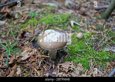 Le champignon Amanita, avec un chapeau brun dans un point blanc et une jambe blanche, pousse dans l'herbe de la forêt Banque D'Images