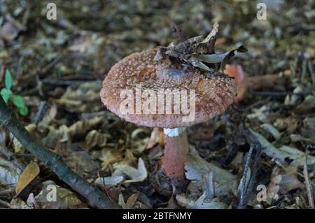 Le champignon Amanita, avec un chapeau brun dans un point blanc et une jambe blanche, pousse dans l'herbe de la forêt Banque D'Images