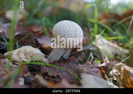 Le champignon Lycoperdon avec un chapeau blanc dans un bouton et une jambe blanche pousse dans une forêt de feuilles mortes Banque D'Images