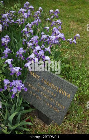 Plaque commémorative consacrée à la mémoire de Marie Charoussková sur le lieu où elle a été tuée par un soldat soviétique le 26 août 1968 à Klárov, à Prague, en République tchèque. Marie Charoussková, née. Né le 25 octobre 1942, Srbová a étudié de façon distipoint à la Faculté de génie mécanique de l'Université technique tchèque (České vysoké učení technické) et a été abattu à l'âge de 25 ans sur le chemin de l'école. Banque D'Images