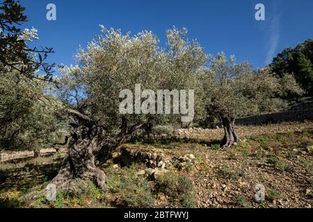 olivar de Pastoritx, Valldemossa, Majorque, Iles Baléares, Espagne. Banque D'Images