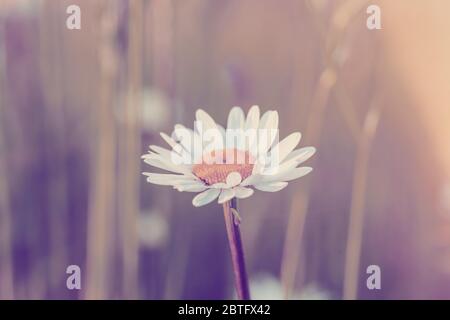 gros plan de fleurs blanches marguerite dans la prairie. La fleur est également appelée Marguerite de boeuf-oeil, Marguerite de boeuf ou Marguerite de chien Banque D'Images