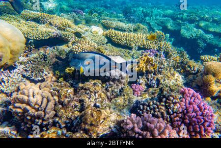 Poissons tropicaux sur le récif de corail dans le parc national de Ras Mohammed, Égypte Banque D'Images