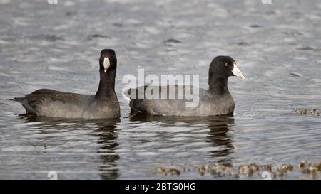 Une paire de cuisiniers américains qui glissent dans l'eau. Banque D'Images