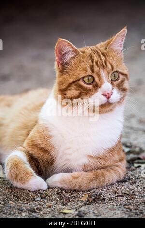 Portrait d'un chat de tabby au gingembre avec des yeux verts fourrure blanche et rayures. Banque D'Images