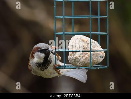 Le Bruant de maison masculin (Passer domesticus) accroché à un mangeoire à oiseaux contenant des boules de graisse, dans un jardin à Glasgow, Écosse, Royaume-Uni, Europe Banque D'Images