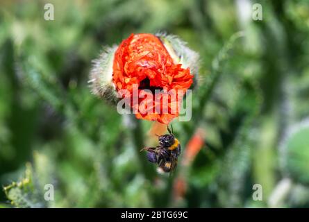 Une abeille blanche à queue blanche (Bombus lucorum) accrochée à une fleur rouge émergente d'une plante de pavot (Papaver somniferum) dans un jardin au printemps, au Royaume-Uni Banque D'Images