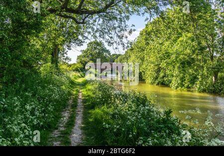 Pont sur le canal Kennet et Avon surcultivé avec une végétation verte abondante au printemps 2020, Wiltshire, Angleterre, Royaume-Uni Banque D'Images