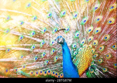 Un beau paon mâle avec des plumes étendues. Banque D'Images