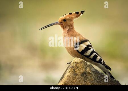 Oiseau d'Hoopoe dans l'habitat naturel, upupa epops. Banque D'Images