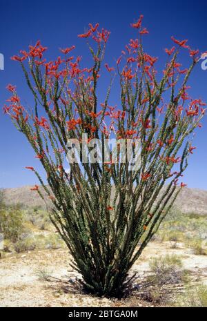 Ocotillo (Fouquieria splendens), Parc national de Joshua Tree, Californie Banque D'Images