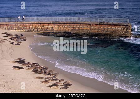 Le phoque commun (Phoca vitulina) à la piscine pour enfants, Ellen Browning Scripps Parc Marin, La Jolla, Californie Banque D'Images