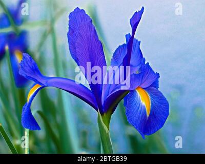 IRIS Banque D'Images