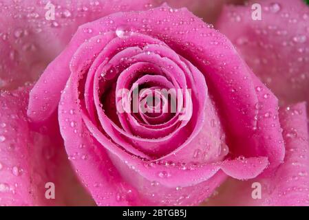 Gros plan d'une rose avec des gouttes d'eau Banque D'Images
