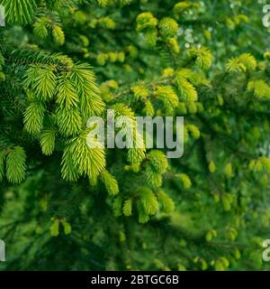 Nouvelles branches de sapin tendre avec des aiguilles vertes au printemps comme texture, gros plan Banque D'Images