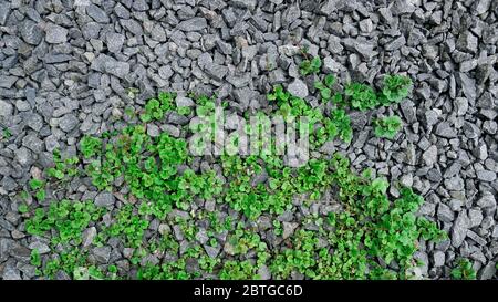 Nouvelles plantes tendres de mauvaises herbes vivaces terre ivy ou craining charlie (Glechoma hederacea en latin) avec des fleurs bleues poussant sur la surface des décombres au printemps Banque D'Images