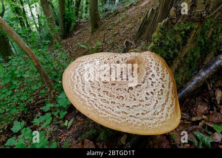 Selle de Dryad - Polyporus squamosus gros champignon de la parenthèse dans l'habitat boisé escarpé des Cotswolds Banque D'Images