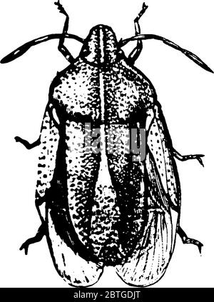 la figure montre la piqûre marmorée brune qui est un insecte de la famille des Pentatomidae, originaire de Chine, du Japon, de la péninsule coréenne et de Ta Illustration de Vecteur