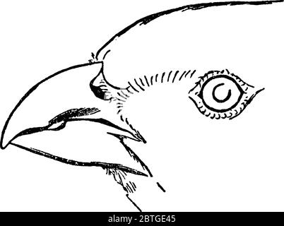 Ici, on voit l'oiseau de passerine de taille moyenne, Rhamphocorys clot-bey, le visage de Lark avec des distincteyes et des billets de rade taille moyenne avec lesquels ils creusent Illustration de Vecteur