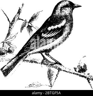 Le Finch, avec un plumage coloré, se nourrit principalement de chanvre et de graines de lin et de fruits, avec un bec court, vit dans des troupeaux, sauf lors de la reproduction, ligne vintage Illustration de Vecteur