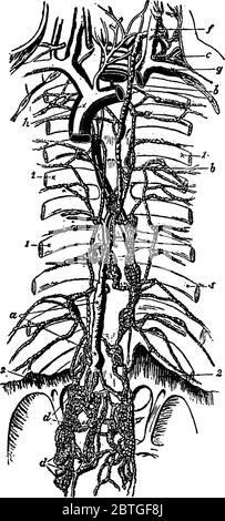 Une représentation typique des vaisseaux lymphatiques, le canal thoracique au centre, se trouve sur la colonne vertébrale, sur les côtés des portions de la r Illustration de Vecteur