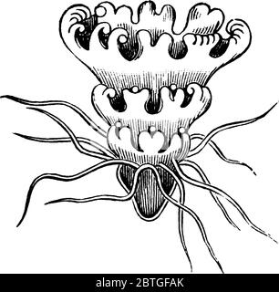 Représentation typique d'un animal marin libre, le poisson en gelée, qui a une cloches en forme de parapluie et des tentacules de fuite, le dessus est prêt Illustration de Vecteur