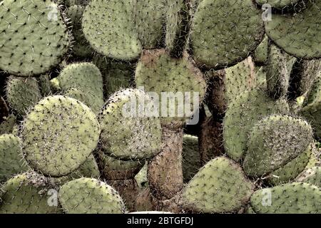 Détail graphique abstrait de plante de cactus de poire pickly, vue rapprochée Banque D'Images