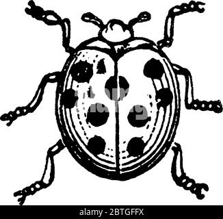 Les coccinelles sont en forme de dôme avec des bandes longitudinales et des taches circulaires sombres, principalement en rouge ou orange, sont très destructrices pour planter des poux, vintag Illustration de Vecteur